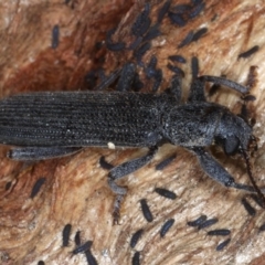 Eunatalis sp. (Genus) at Majura, ACT - 1 Sep 2020