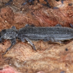 Eunatalis sp. (Genus) at Majura, ACT - 1 Sep 2020