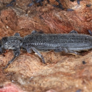 Eunatalis sp. (Genus) at Majura, ACT - 1 Sep 2020