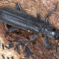 Eunatalis sp. (Genus) at Majura, ACT - 1 Sep 2020