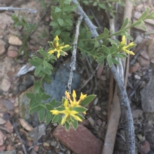 Pimelea curviflora at Kowen, ACT - 31 Aug 2020 12:04 PM