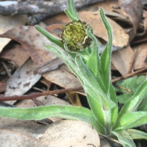 Craspedia sp. at Kowen, ACT - suppressed