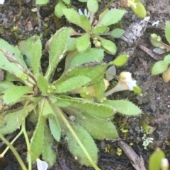 Erophila verna at Kowen, ACT - 31 Aug 2020 12:37 PM