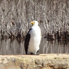 Microcarbo melanoleucos (Little Pied Cormorant) at Commonwealth & Kings Parks - 29 Aug 2020 by JanetRussell