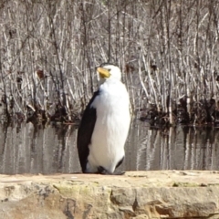 Microcarbo melanoleucos (Little Pied Cormorant) at Mount Ainslie to Black Mountain - 29 Aug 2020 by JanetRussell