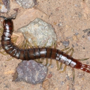 Cormocephalus aurantiipes at Campbell, ACT - 1 Sep 2020