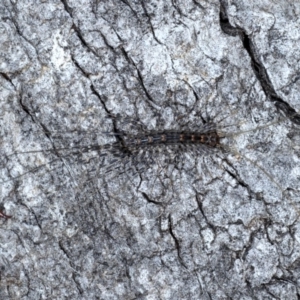 Scutigeridae (family) at Majura, ACT - 1 Sep 2020