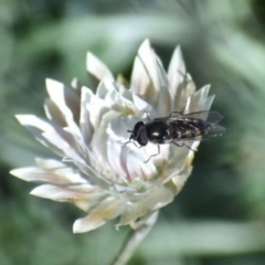 Melangyna viridiceps (Hover fly) at Fowles St. Woodland, Weston - 1 Sep 2020 by AliceH