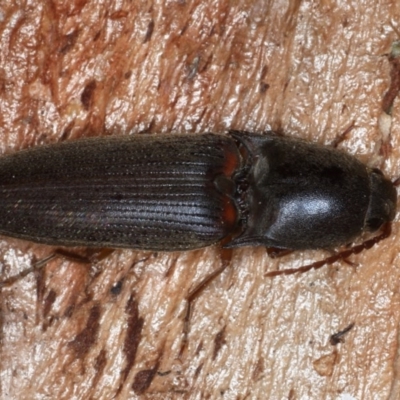 Monocrepidius (genus) (Click beetle) at Mount Ainslie - 1 Sep 2020 by jb2602