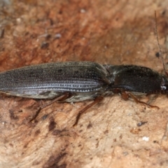 Monocrepidus sp. (genus) at Mount Ainslie - 1 Sep 2020