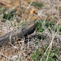 Pogona barbata (Eastern Bearded Dragon) at Cook, ACT - 31 Aug 2020 by Tammy