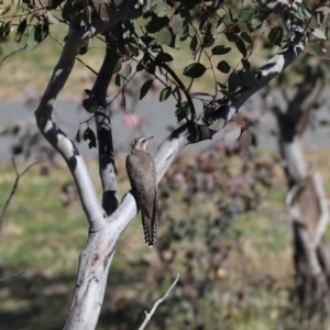 Cacomantis pallidus at Cook, ACT - 1 Sep 2020 12:43 PM