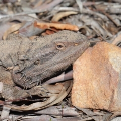 Pogona barbata (Eastern Bearded Dragon) at ANBG - 1 Sep 2020 by TimL