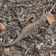 Pogona barbata at Acton, ACT - suppressed