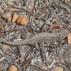 Pogona barbata at Acton, ACT - suppressed