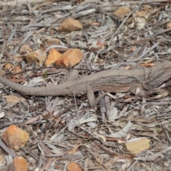 Pogona barbata at Acton, ACT - 1 Sep 2020