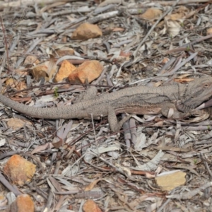 Pogona barbata at Acton, ACT - suppressed