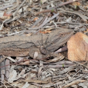 Pogona barbata at Acton, ACT - suppressed