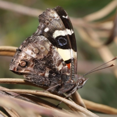 Vanessa itea (Yellow Admiral) at ANBG - 1 Sep 2020 by TimL