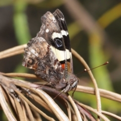 Vanessa itea at Acton, ACT - 1 Sep 2020