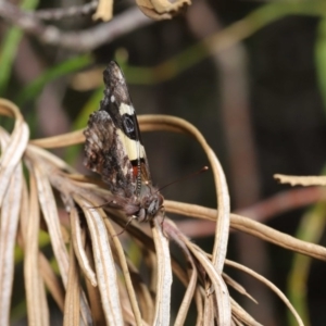 Vanessa itea at Acton, ACT - 1 Sep 2020