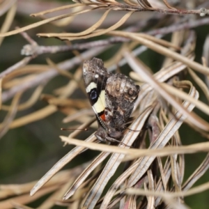 Vanessa itea at Acton, ACT - 1 Sep 2020