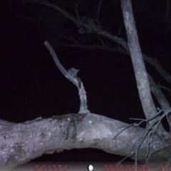 Petaurus notatus (Krefft’s Glider, Sugar Glider) at Rob Roy Range - 1 Sep 2020 by ChrisHolder