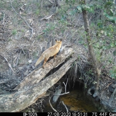 Vulpes vulpes (Red Fox) at Rob Roy Range - 27 Aug 2020 by ChrisHolder