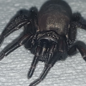 Stanwellia sp. (genus) at Red Hill, ACT - 1 Sep 2020