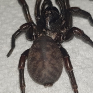 Stanwellia sp. (genus) at Red Hill, ACT - 1 Sep 2020