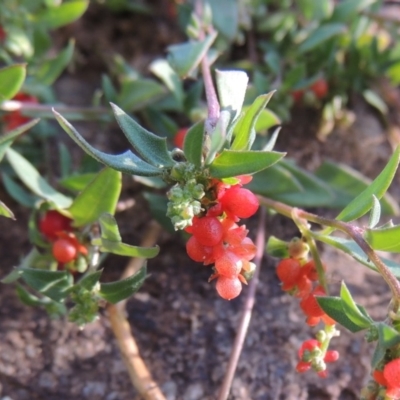 Einadia nutans (Climbing Saltbush) at Banks, ACT - 31 Mar 2020 by michaelb