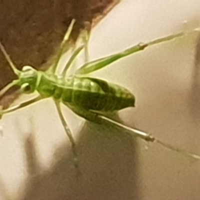 Tettigoniidae (family) (Unidentified katydid) at Bega, NSW - 18 Jul 2019 by Jennifer Willcox