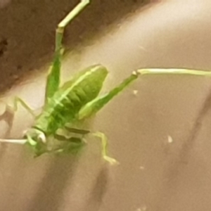 Tettigoniidae (family) at Bega, NSW - 18 Jul 2019 07:13 PM