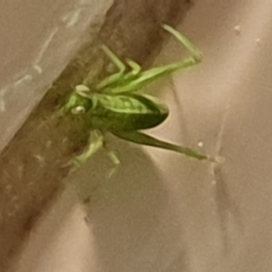 Tettigoniidae (family) at Bega, NSW - 18 Jul 2019 07:13 PM