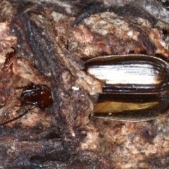 Philophloeus sp. (genus) (Bark carab beetle) at Majura, ACT - 1 Sep 2020 by jbromilow50