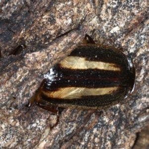 Philophlaeus sp. (genus) at Majura, ACT - 1 Sep 2020