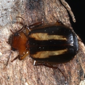 Philophlaeus sp. (genus) at Majura, ACT - 1 Sep 2020