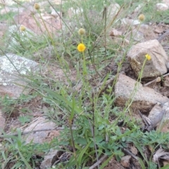 Calotis lappulacea (Yellow Burr Daisy) at Rob Roy Range - 31 Mar 2020 by michaelb