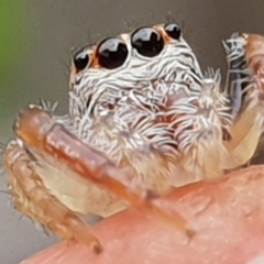 Opisthoncus sp. (genus) (Unidentified Opisthoncus jumping spider) at Bega, NSW - 25 Oct 2019 by Jennifer Willcox