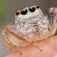 Opisthoncus sp. (genus) (Opisthoncus jumping spider) at Bega, NSW - 25 Oct 2019 by JenniferWillcox