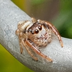 Opisthoncus sp. (genus) at Bega, NSW - 25 Oct 2019 01:57 PM