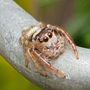 Opisthoncus sp. (genus) at Bega, NSW - 25 Oct 2019 01:57 PM