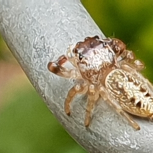 Opisthoncus sp. (genus) at Bega, NSW - 25 Oct 2019 01:57 PM