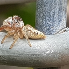 Opisthoncus sp. (genus) at Bega, NSW - 25 Oct 2019 01:57 PM