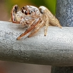 Opisthoncus sp. (genus) at Bega, NSW - 25 Oct 2019 01:57 PM