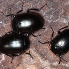 Chalcopteroides spectabilis (Rainbow darkling beetle) at Mount Ainslie - 1 Sep 2020 by jb2602