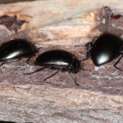 Chalcopteroides spectabilis at Majura, ACT - 1 Sep 2020