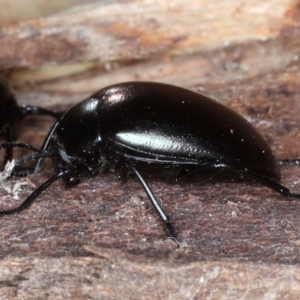 Chalcopteroides spectabilis at Majura, ACT - 1 Sep 2020