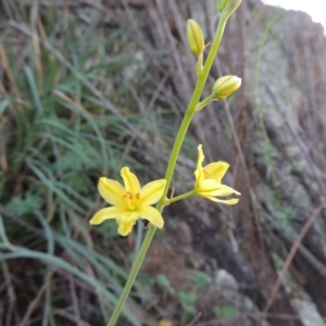 Bulbine glauca at Banks, ACT - 31 Mar 2020