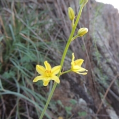 Bulbine glauca (Rock Lily) at Banks, ACT - 31 Mar 2020 by michaelb